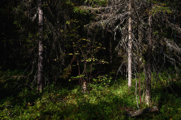 Τοπίο του βόρειου δάσους. Ένα πυκνό δάσος με πεσμένα δέντρα, έλατα κατάφυτα με βρύα, αλογοουρά και λοξές ακτίνες του ήλιου. - Φωτογραφία, εικόνα