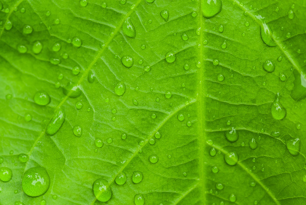 Water drop on leaf - Valokuva, kuva