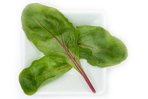 fresh green lettuce leaves on white background - Foto, imagen