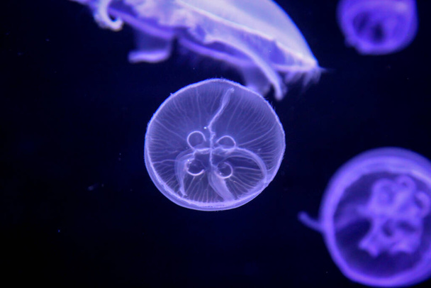 Macro, retrato de una medusa en luz mágica - Foto, imagen
