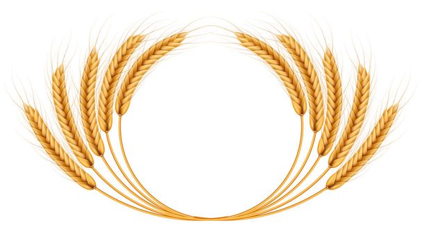 Bunch of wheat ears, dried whole grains realistic illustration frame isolated on white background. Bakery object template. Wheat ears wreath. EPS 10 vector file included - Foto, Imagen