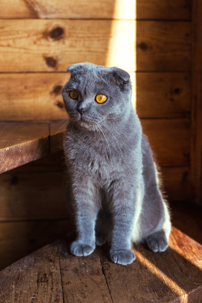 Gray scottish fold cat sitting on wooden steps - Photo, Image