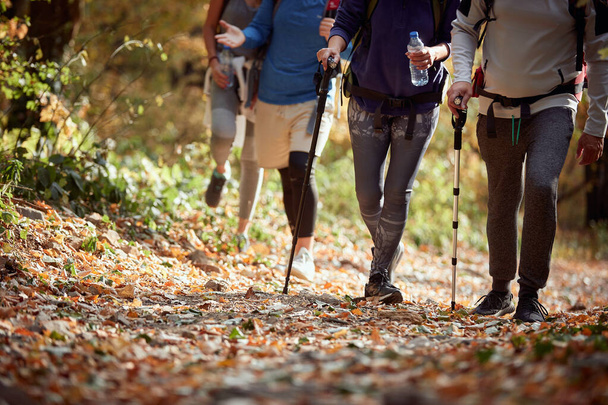 Hikers walking the trail through the woods - 写真・画像
