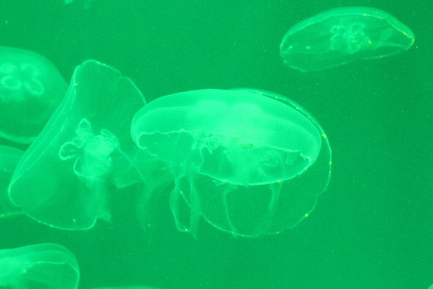 jellyfish in the water - Fotoğraf, Görsel