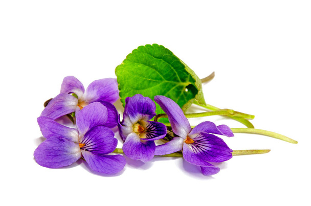 purple orchid flower isolated on white background - Foto, Imagem