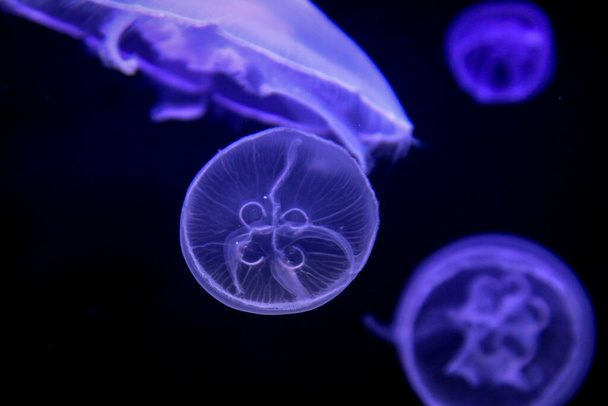 Macro, portrait of a jellyfish in magical light - Foto, Imagem