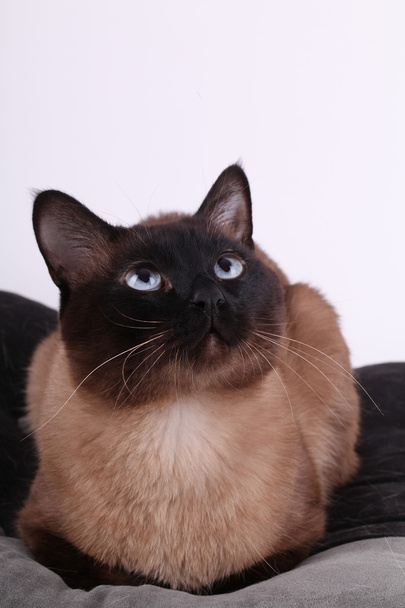 Gyönyörű Sziámi macska, a párna - Fotó, kép