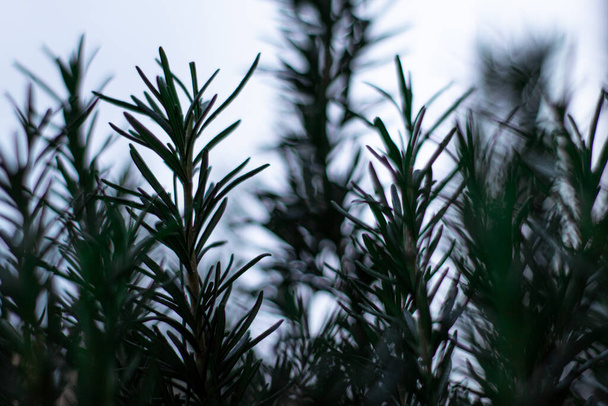 beautiful green rosemary plant outdoors - Foto, afbeelding
