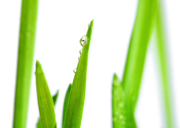 Water drop on the fresh green shoot - Foto, afbeelding