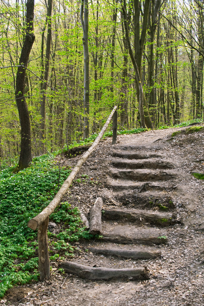 Wooden stairs on a hill in a spring forest - Foto, Imagen