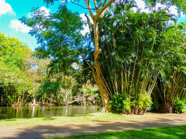 Sir Seewoosagur Ramgoolam Botanical Garden in Pamplemousses, Mauritius island - Фото, изображение