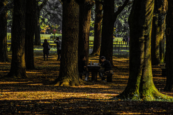 Bild des Waldes im Yoyogi Park. Drehort: Großraum Tokio - Foto, Bild