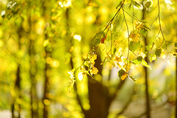 Beautiful golden leaves on a tree branch on bright autumn day - Fotoğraf, Görsel