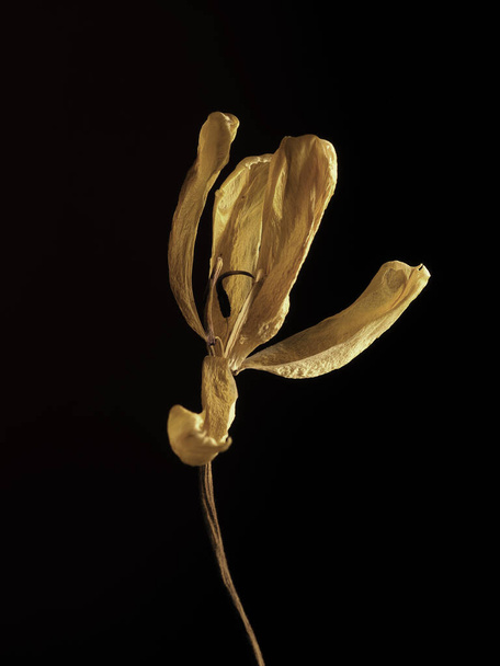 Old withered yellow tulip on a dark background, Past beauty with abstract fragility - Photo, image