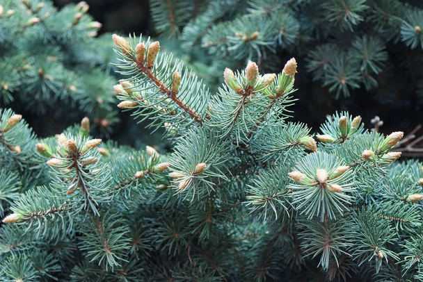Young, buds of an evergreen European Christmas tree. - Foto, immagini