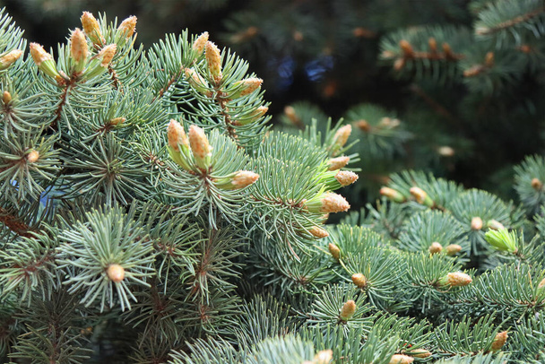 Young, buds of an evergreen European Christmas tree. - Photo, image