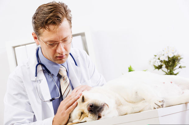 Cão na clínica veterinária
 - Foto, Imagem