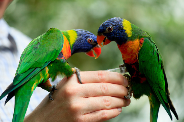 Duha mnohobarvý papoušek - Fotografie, Obrázek