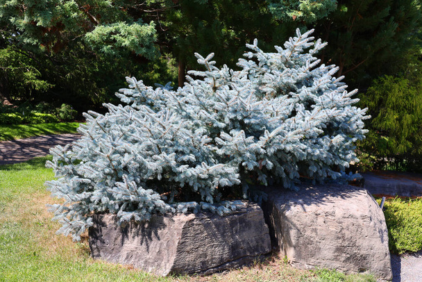 The blue, green, white spruce or Colorado blue spruce, with the Latin (scientific) name Picea pungens, is a species of spruce tree. - Photo, Image