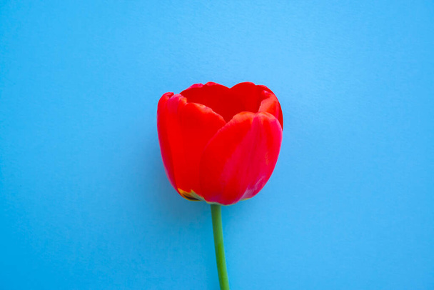 Beautiful red tulips top view on trendy 2020 blue background close up. Celebration, postcard template for mother day, women day, valentine - 写真・画像
