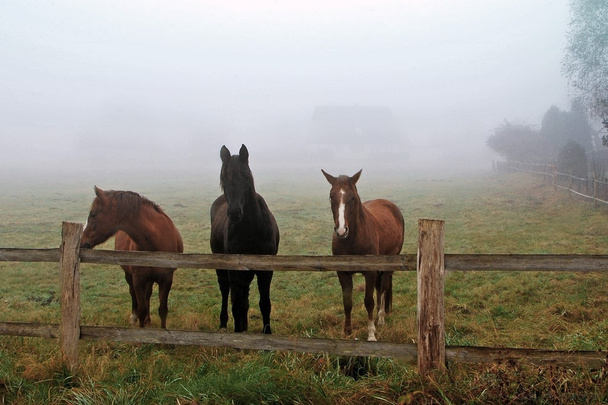 Pferde im Morgennebel auf der Koppel - Photo, Image