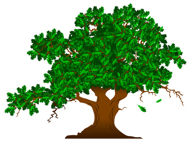 Oak tree - Vetor, Imagem