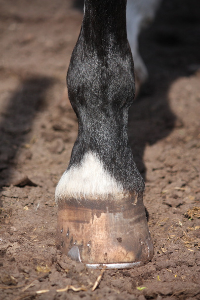 Close up of horse hoof standing on the ground - Photo, Image