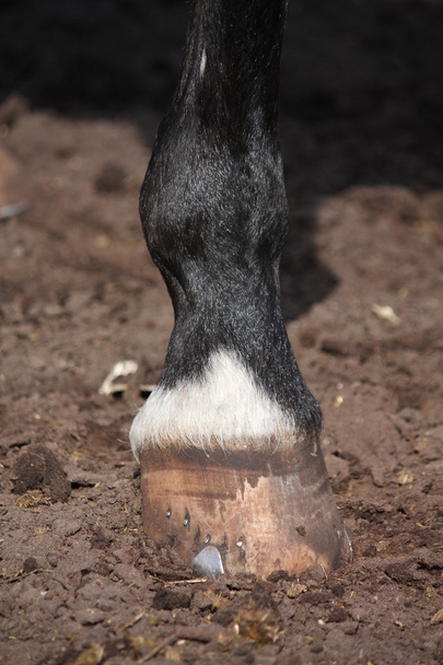 Primer plano de la pezuña de caballo de pie en el suelo
 - Foto, Imagen
