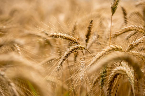 Elevage du blé dans un champ agricole
 - Photo, image