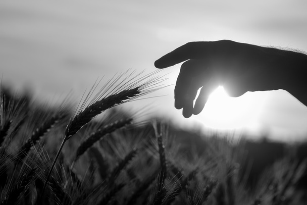 Человек протягивается, чтобы коснуться колоса пшеницы
 - Фото, изображение