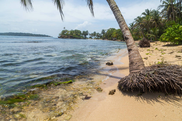 tropical beach with palm trees and blue sky - Fotografie, Obrázek