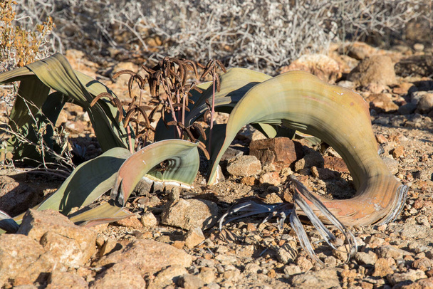 Вельвічія з Африки Намібії, а також є національною рослиною Намібії. - Фото, зображення