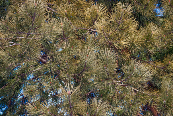 pine tree branches, flora and nature - Photo, Image