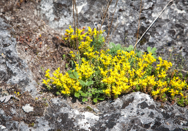 gele bloem - Foto, afbeelding