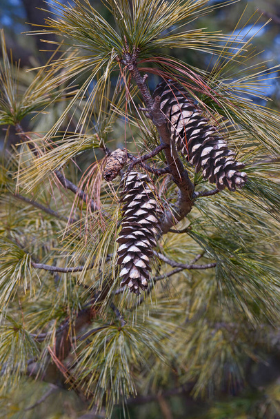 pine cone on the branches of a tree - Photo, Image