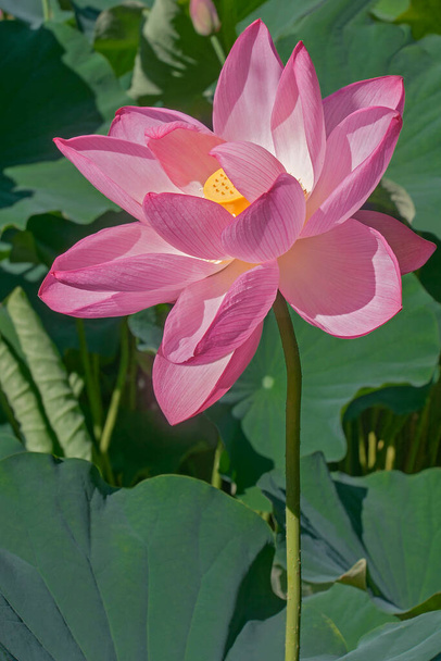 lotus flower in the garden - 写真・画像