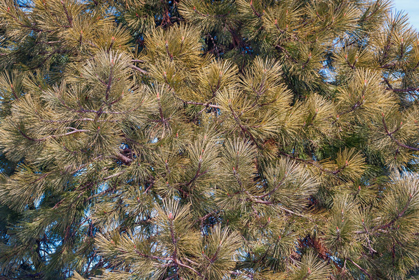 christmas tree branches, cones, pine, blue sky, new year, fir-trees, background, - Foto, imagen