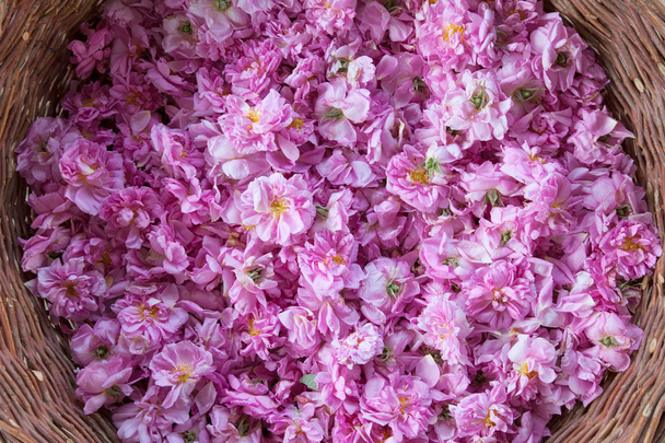 Damascena Rose bulgare de Rose Valley, Bulgarie
 - Photo, image