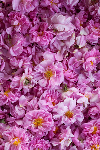 bolgár damascena rose rose-völgy, Bulgária - Fotó, kép