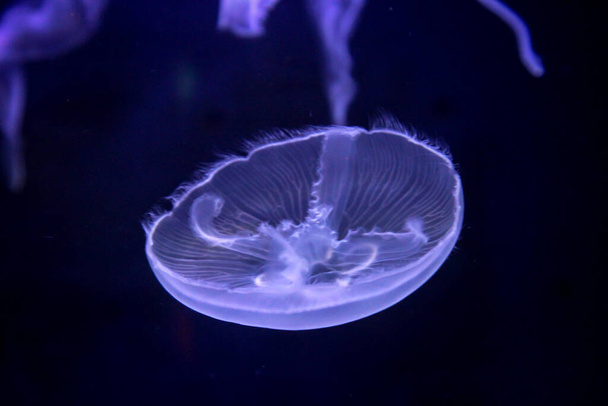 Macro, portrait of a jellyfish in magical light - Foto, imagen