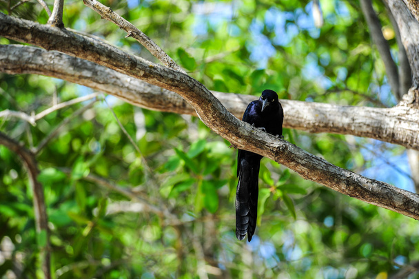 Pássaro negro
 - Foto, Imagem