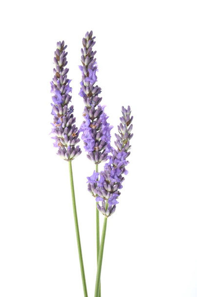lavender flowers isolated on white background - Foto, Bild
