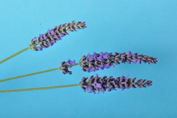 lavender flowers on a blue background - Foto, imagen