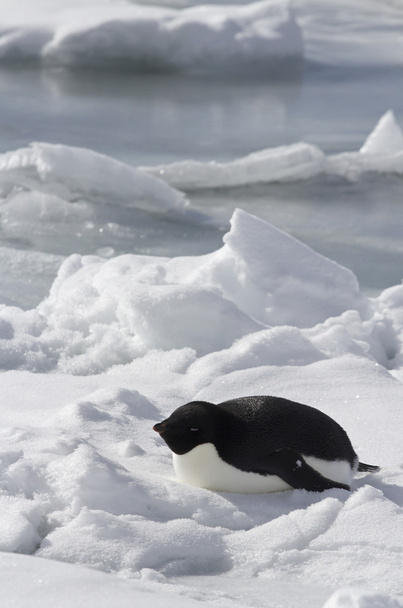 Adelie Penguin which lies on the frozen ocean - Photo, Image