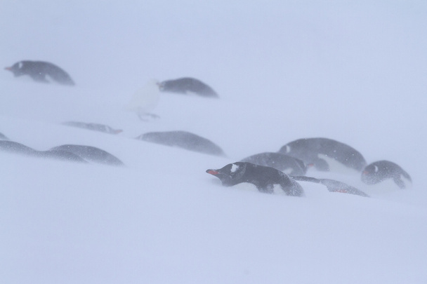 Gentoo πιγκουίνος ομάδα είχαν καταφύγει στο χιόνι κατά τη διάρκεια μια χιόνια - Φωτογραφία, εικόνα