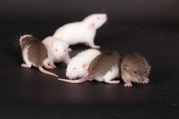 binnenlandse baby ratten op een zwarte achtergrond - Foto, afbeelding