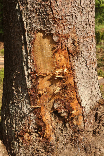 tree trunk with a large bark - Foto, afbeelding