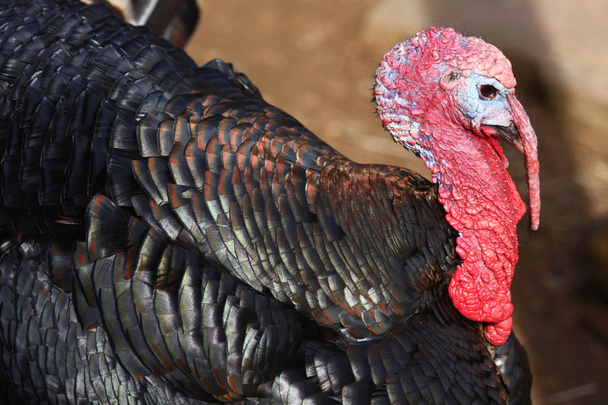 Турция (Мелирис Гапаво)
) - Фото, изображение