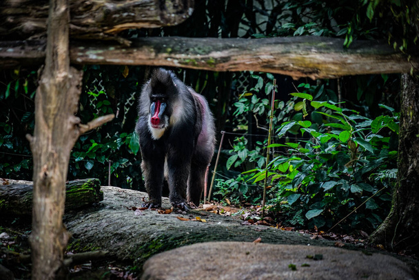 Mandrillo in piedi nel luogo roccioso giungla. Luogo delle riprese: Singapore - Foto, immagini