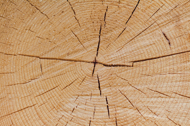 стовбур дерева
 - Фото, зображення